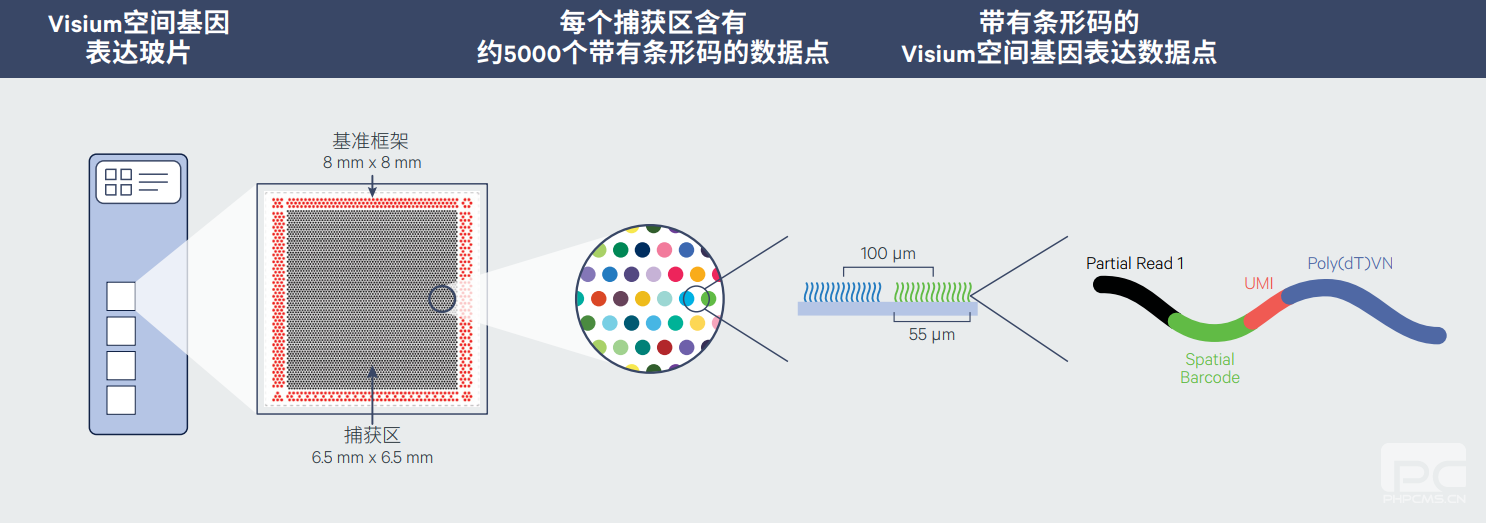 Visium空間基因表達(dá)玻片的組成.png