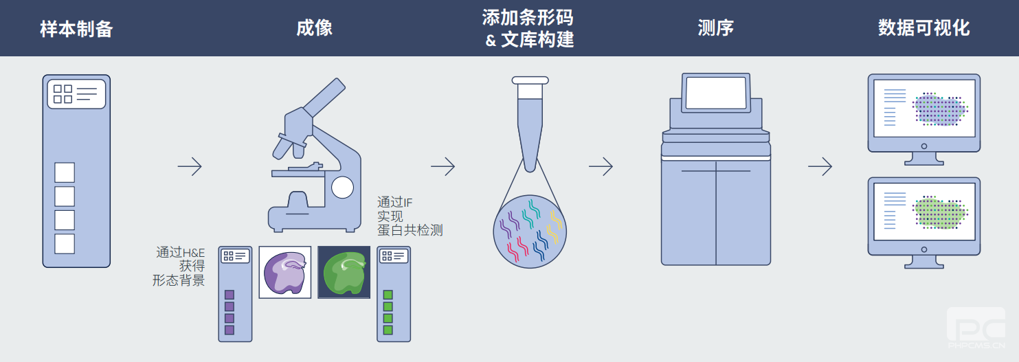 Visium空間基因表達(dá)的流程圖.png